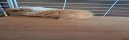 Guinea Pig rodents for sale: Georgous long haired Texel & Merino guinea pigs - Advert 6
