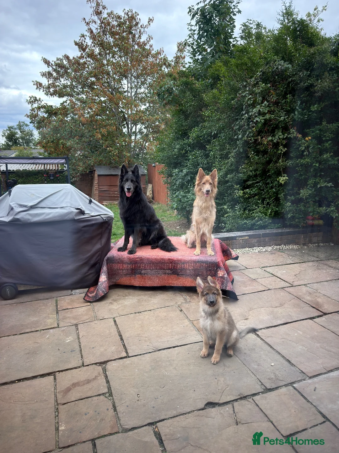 German Shepherd dogs for sale: RARE Isabella + Blue Alsatian  - Advert 2