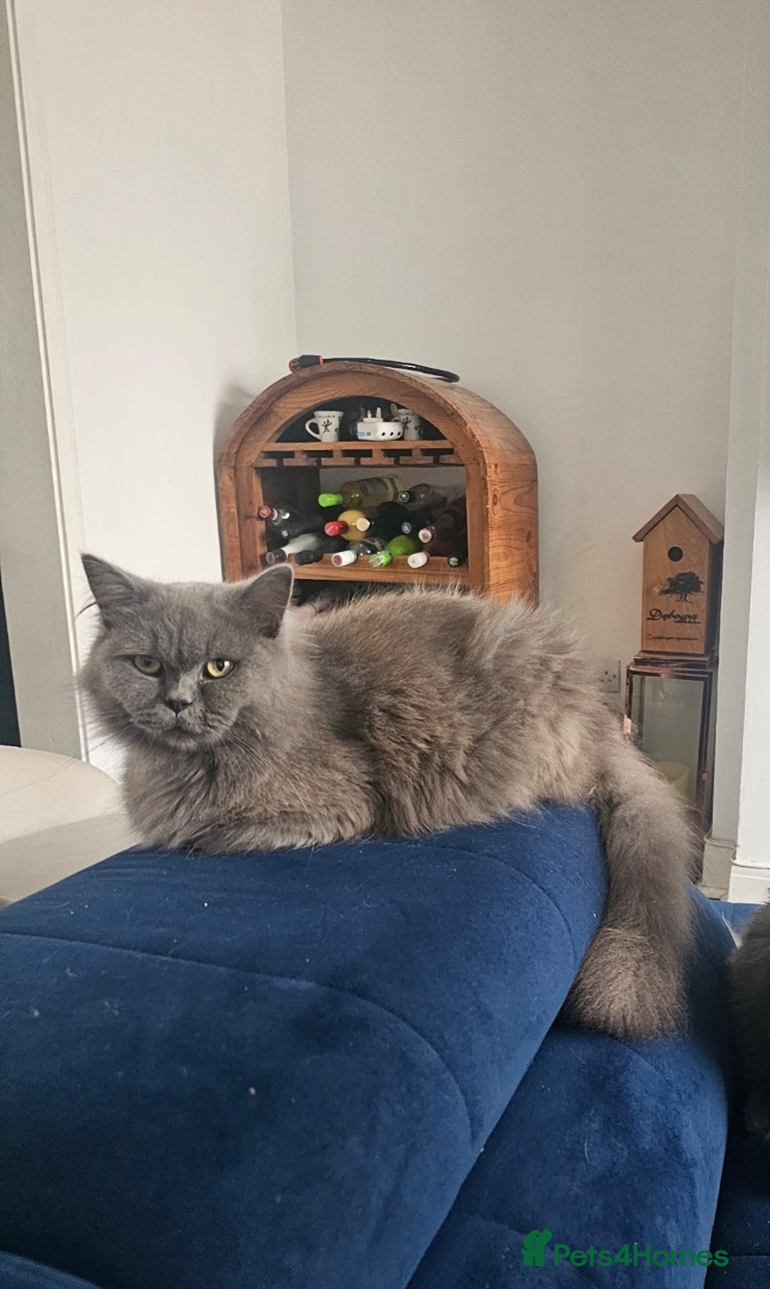 British Longhair cats for sale: British longhair mix fluffy kittens  - Advert 2