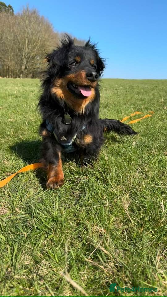 Mixed Breed dogs Titchy, tiny one year old, Arthur in Essex - Advert 1