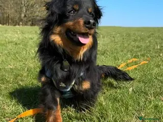 Mixed Breed dogs Titchy, tiny one year old, Arthur in Essex - Advert 1