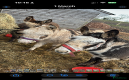 Donkey livestock for sale: donkeys  - Image 6