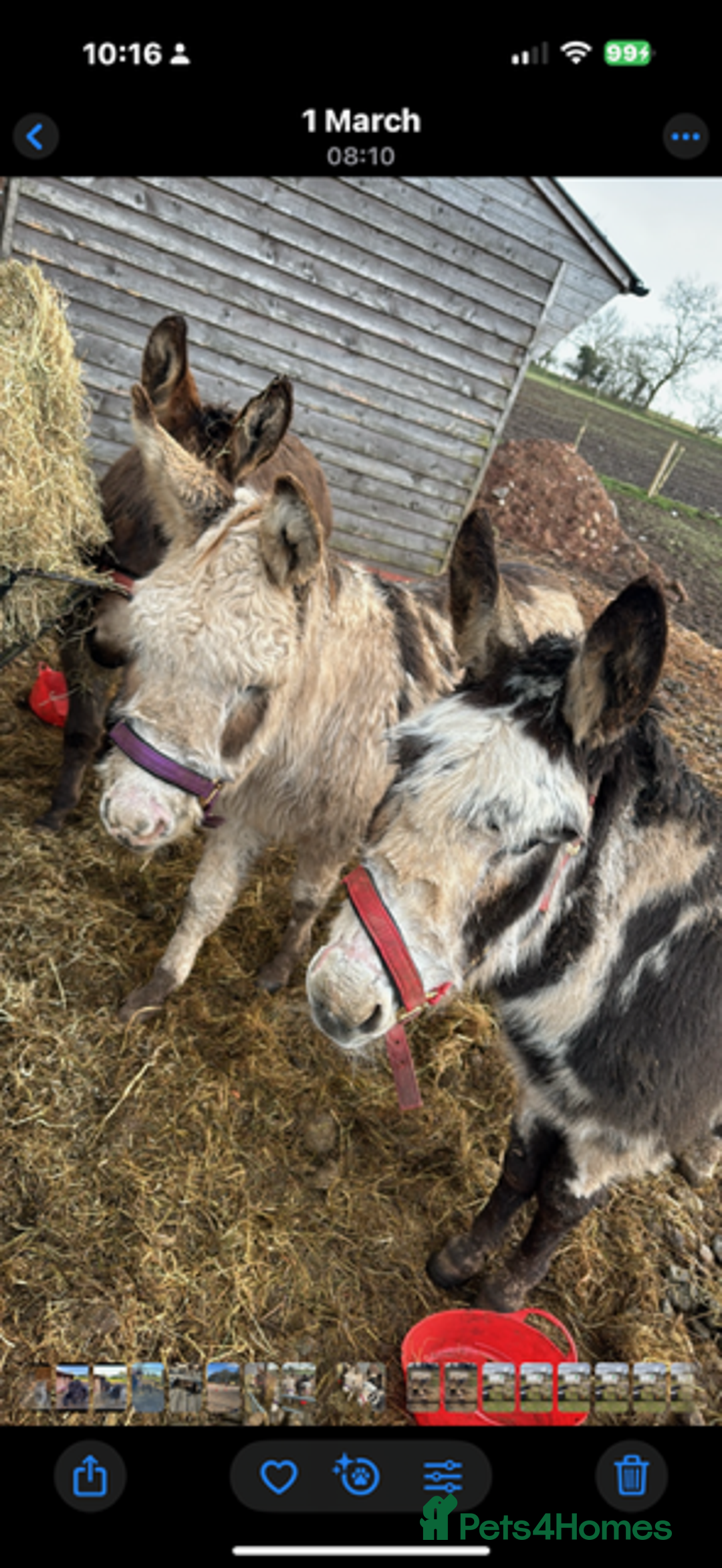 Donkey livestock for sale: donkeys  - Image 6