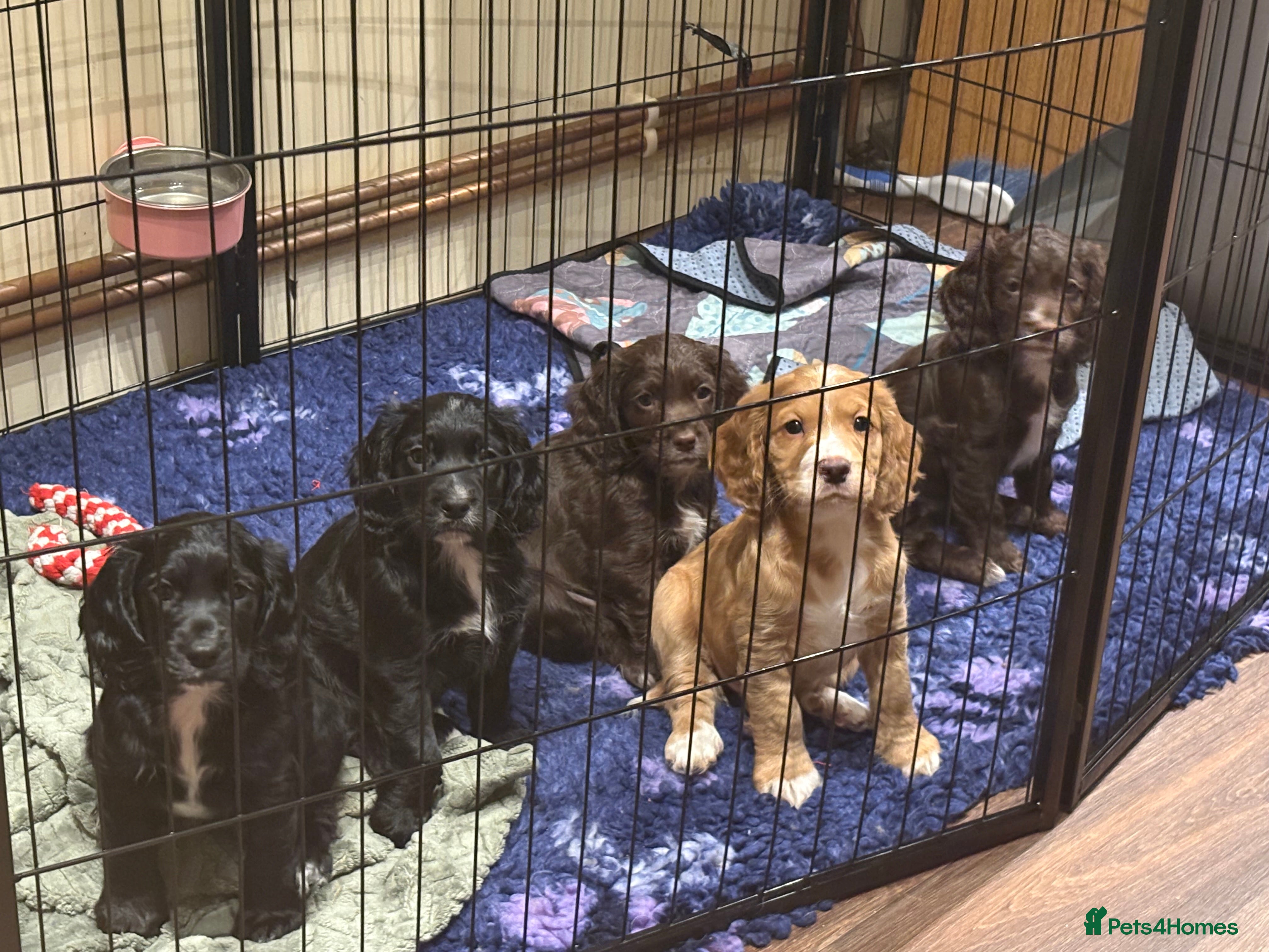 Cocker Spaniel dogs Gorgeous Cocker Spaniel Puppies - Advert 1