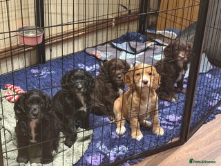 Cocker Spaniel dogs Gorgeous Cocker Spaniel Puppies - Advert 3