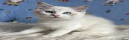 Ragdoll cats for sale: Beautiful Tica Registered Kittens Ragdoll - Advert 14