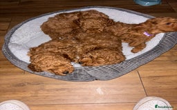 Mixed Breed dogs for sale: X1 beautiful red miniature left (boy)  - Image 4