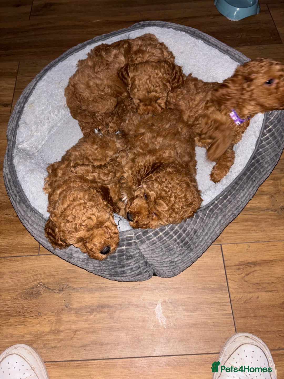 Mixed Breed dogs for sale: X1 beautiful red miniature left (boy)  - Image 4