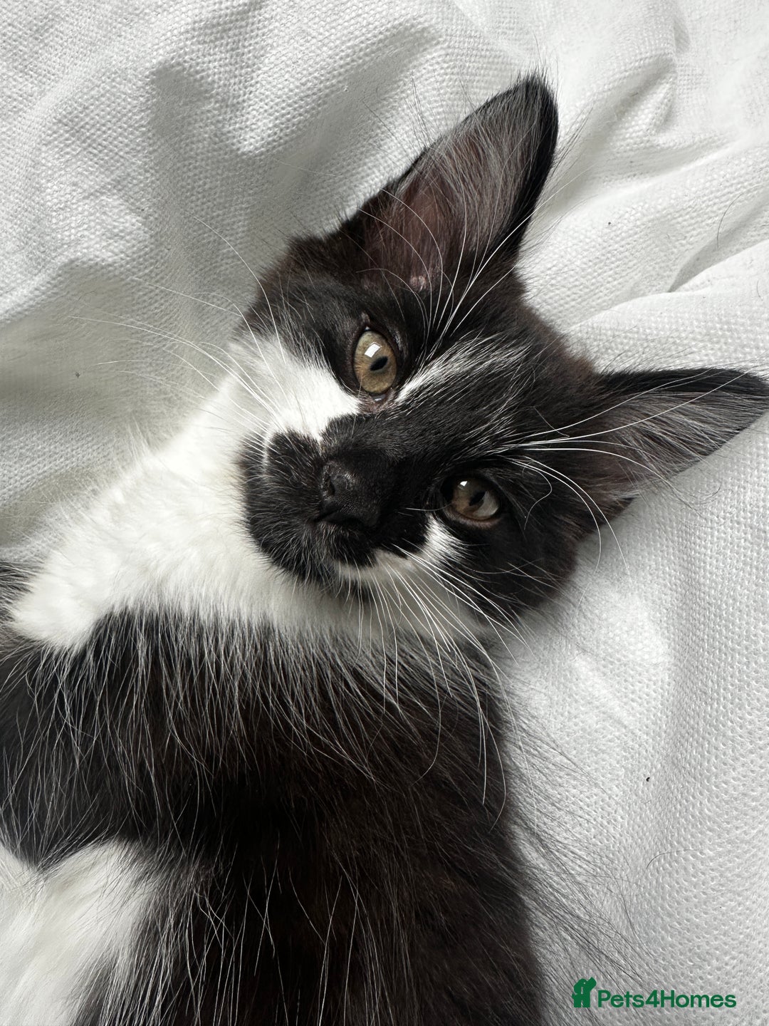 Mixed Breed cats for sale: Free pretty kitty’s  - Advert 6