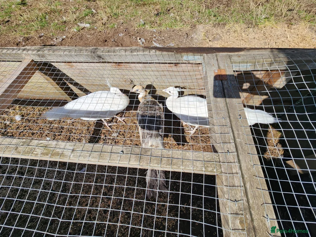 Peafowl poultry for sale: Peafowl of mixed ages and sexes  in Leamington Spa - Advert 3