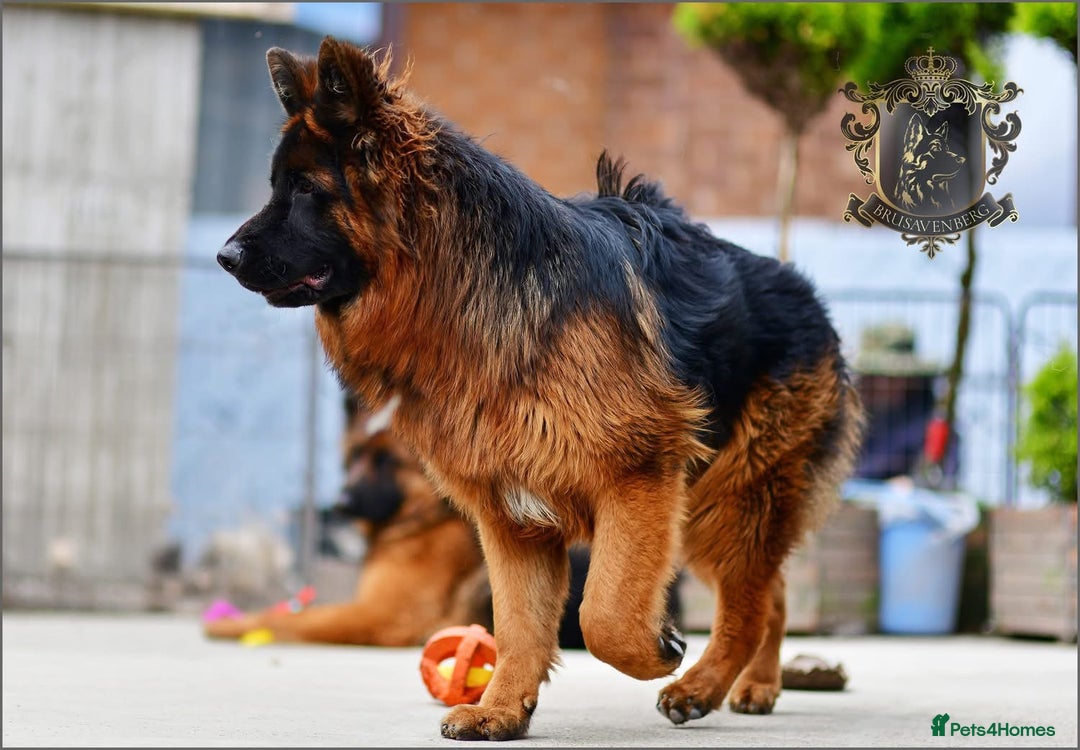 German Shepherd dogs for sale: BRUSAVENBERG LITTER DUE 3rd WEEK of JANUARY 2026 - Advert 14