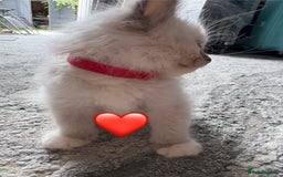 Ragdoll cats for sale: 6 blue point ragdolls for sale 5 boys 1 girl  - Image 15