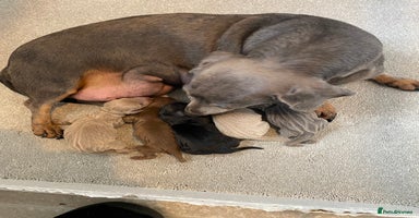 Miniature Dachshund dogs KC Minature Dacshunds  - Advert 4