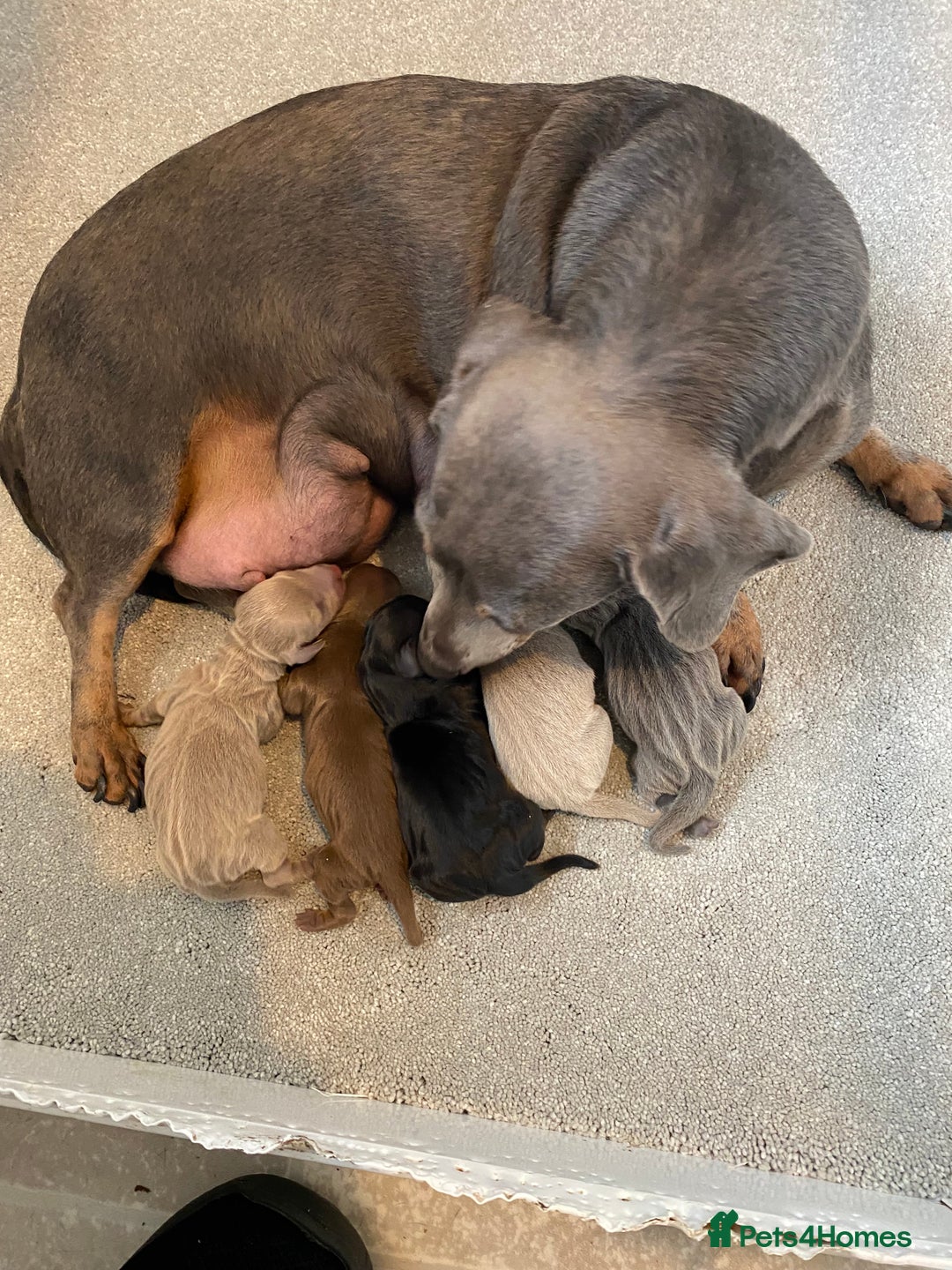 Miniature Dachshund dogs for sale: KC Minature Dacshunds READY NOW! - Advert 2