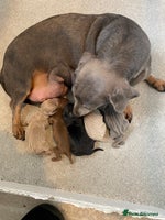 Miniature Dachshund dogs KC Minature Dacshunds - Advert 8