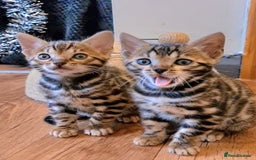 Bengal cats for sale: Bengal Kittens Tica Registered  - Image 8