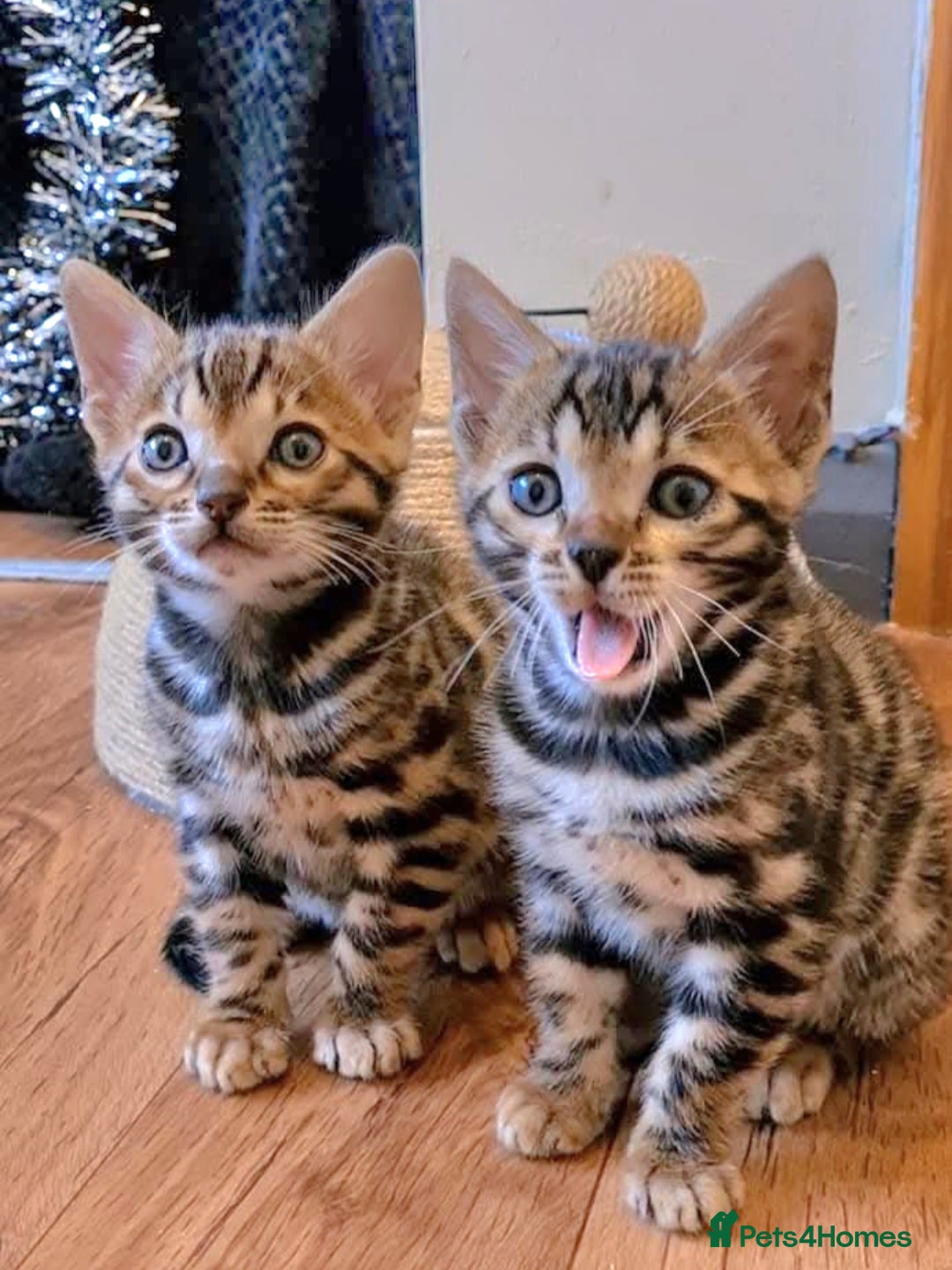 Bengal cats for sale: Bengal Kittens Tica Registered  - Image 8