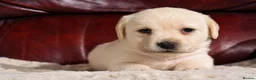 Labrador Retriever dogs for sale: KC REG HEALTH TESTED LABRADOR PUPPYS QUALITY LINES - Advert 16