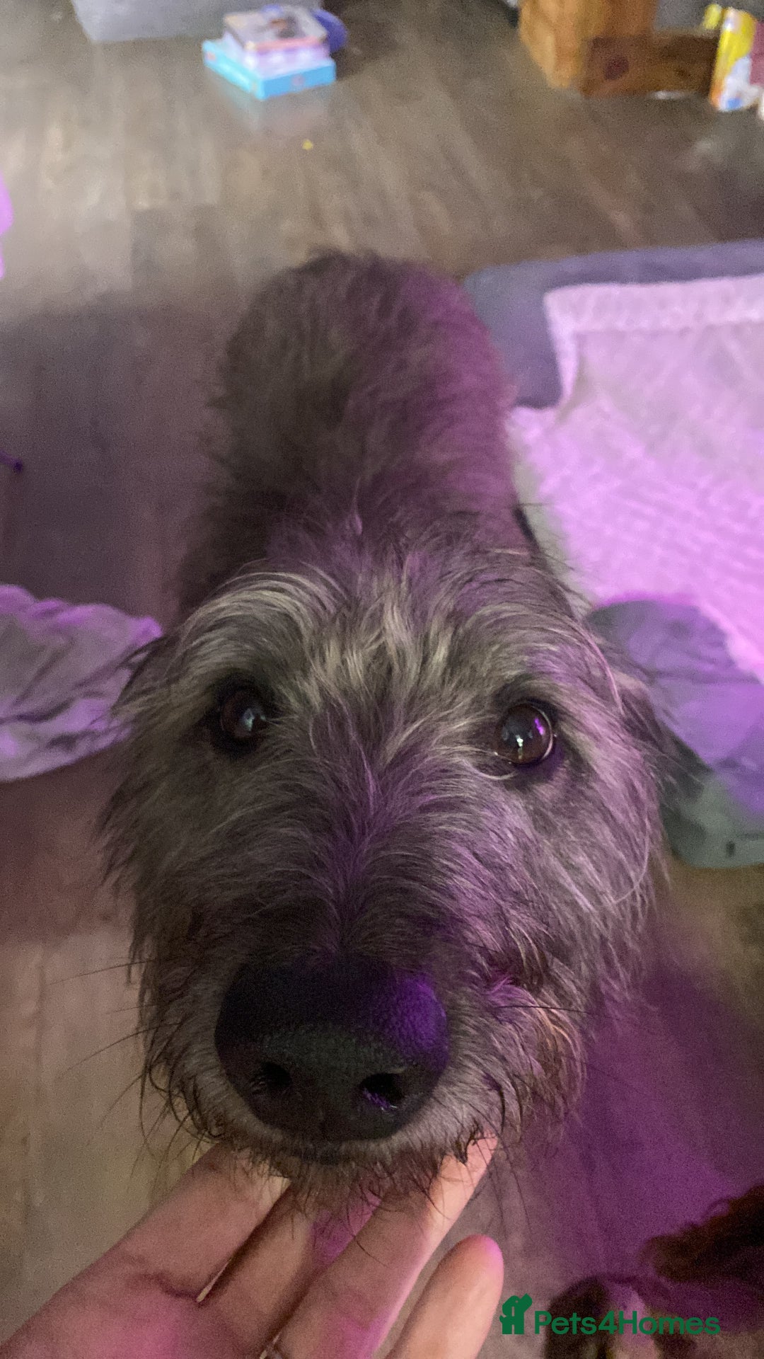 Mixed Breed dogs for sale: 8 week old female lurcher  - Advert 6