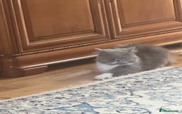 Persian cats for sale: Lovely Persian Kittens  - Image 3