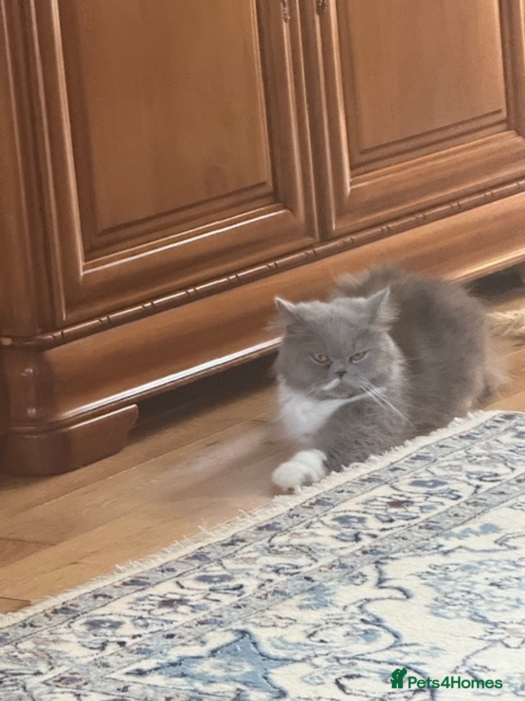 Persian cats for sale: Lovely Persian Kittens  - Image 3