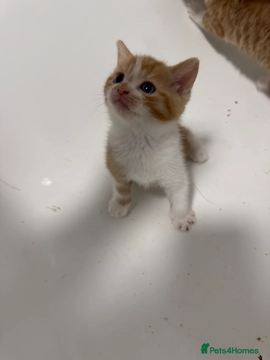 British Shorthair cats for sale: 5 adorable kittens for sale - Advert 2