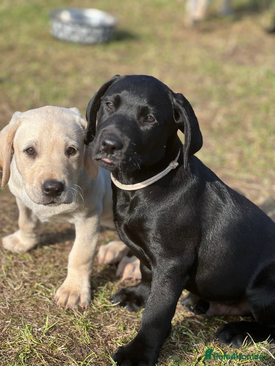 Labrador Retriever dogs for sale: 🐾Ready Now🐾Black Male FTCH Pedigree Forward Pups - Image 4