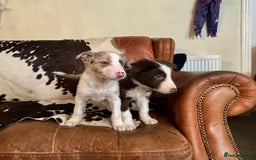 Border Collie dogs for sale: Stunning Merle Border Collie puppies.  - Image 10
