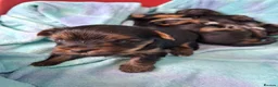 Yorkshire Terrier dogs for sale: Little Yorkshire Terrier Puppies! 2 Boys & 1 Girl. - Advert 4