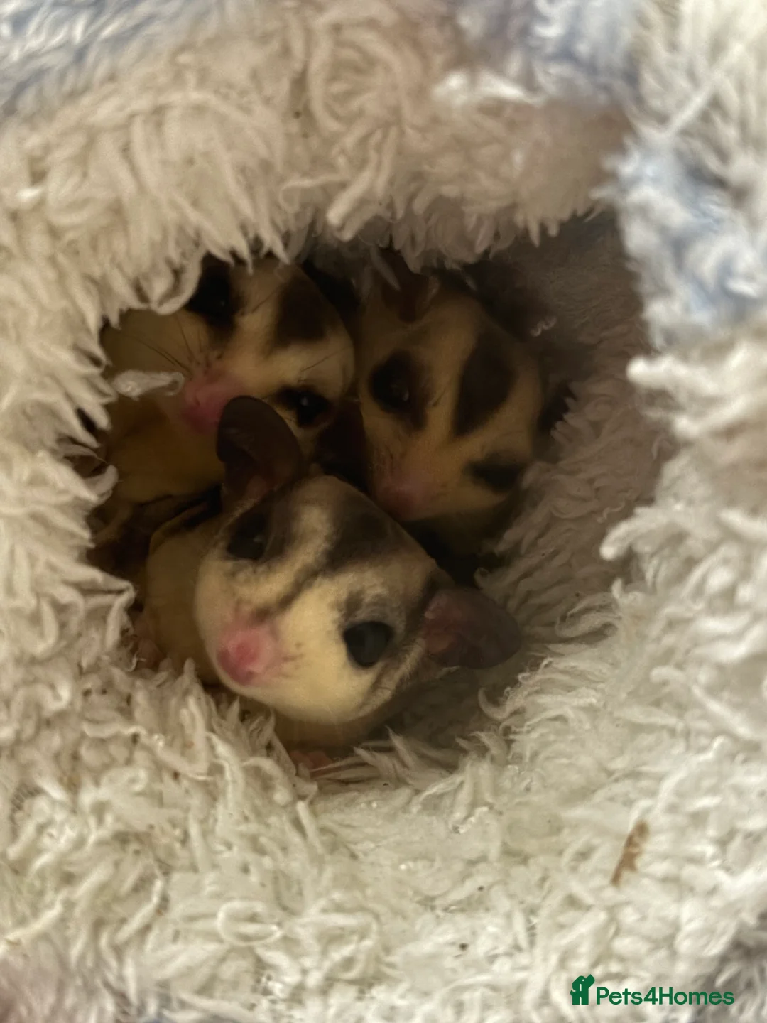 Sugar Glider rodents for sale: Male gliders - Advert 2
