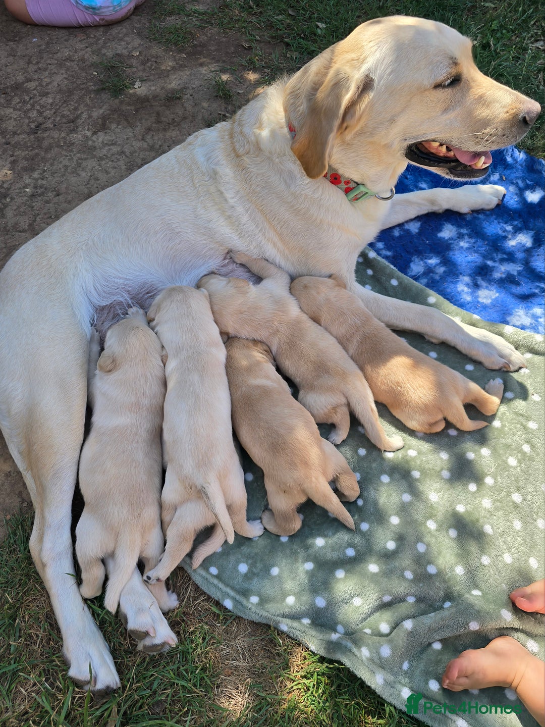 Labrador Retriever dogs for sale: Stunning Labrador retriever puppies  - Image 4