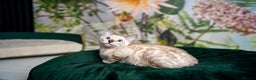 Bengal cats for sale: SNOW LYNX PURE BENGAL BOY-Frankie-Top Personality - Advert 19