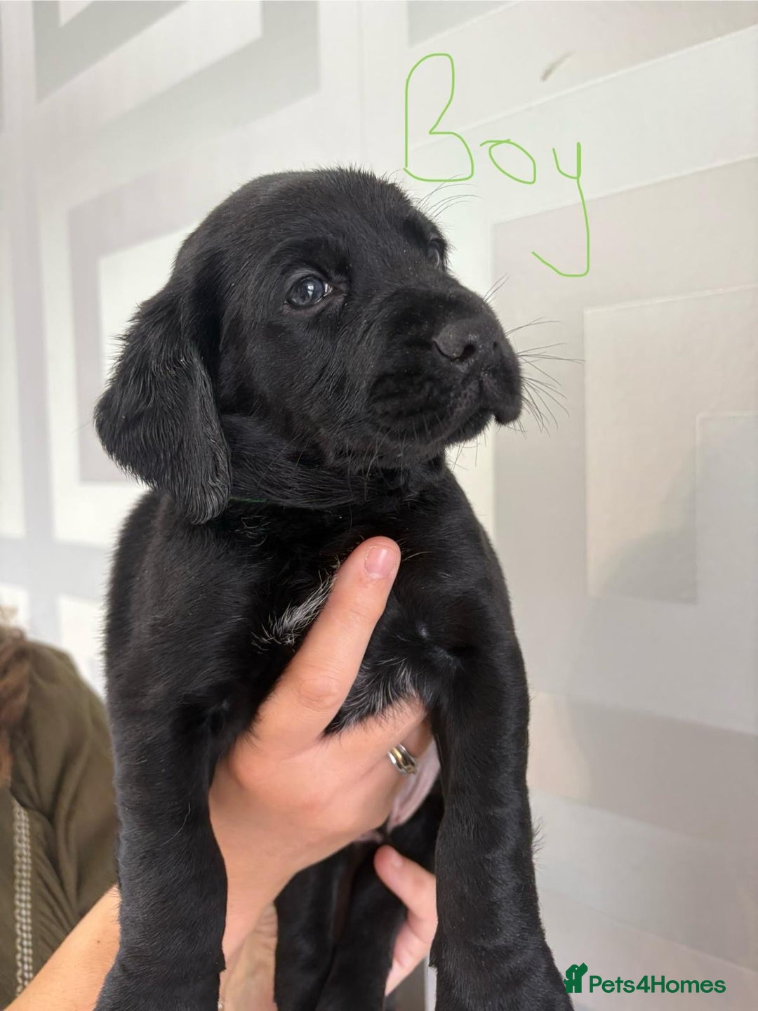 Cockerdor dogs for sale: Cockador puppies  - Image 8