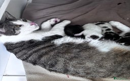 Mixed Breed cats for sale: 5 beautiful kittens looking for their forever home - Image 13