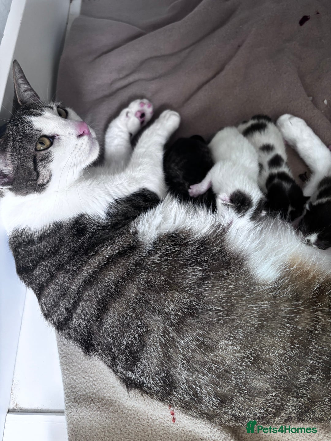 Mixed Breed cats for sale: 5 beautiful kittens looking for their forever home - Image 13