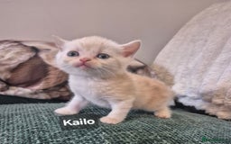British Shorthair cats for sale: Beautiful British shorthair kittens - Image 31
