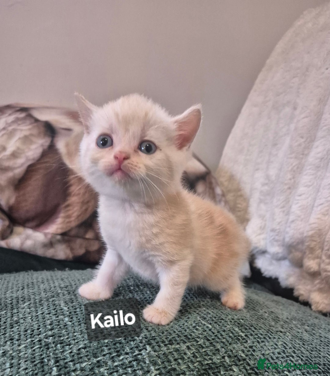 British Shorthair cats for sale: Beautiful British shorthair kittens - Image 31