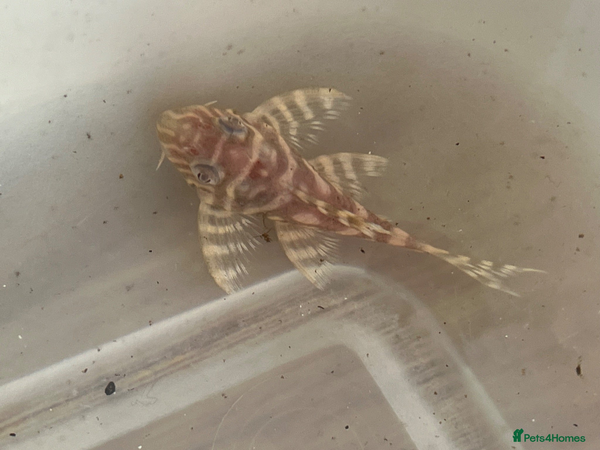 Plecos fish L333 Albino pleco - Advert 15