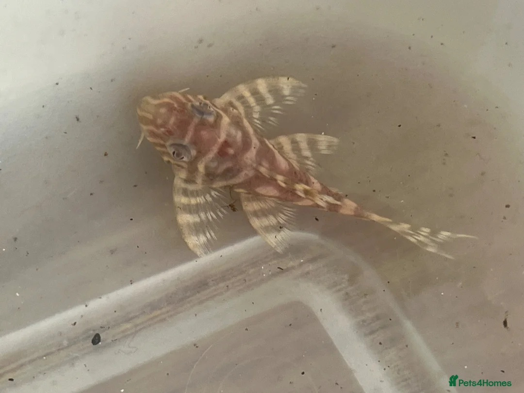 Plecos fish for sale: L333 Albino pleco - Advert 1