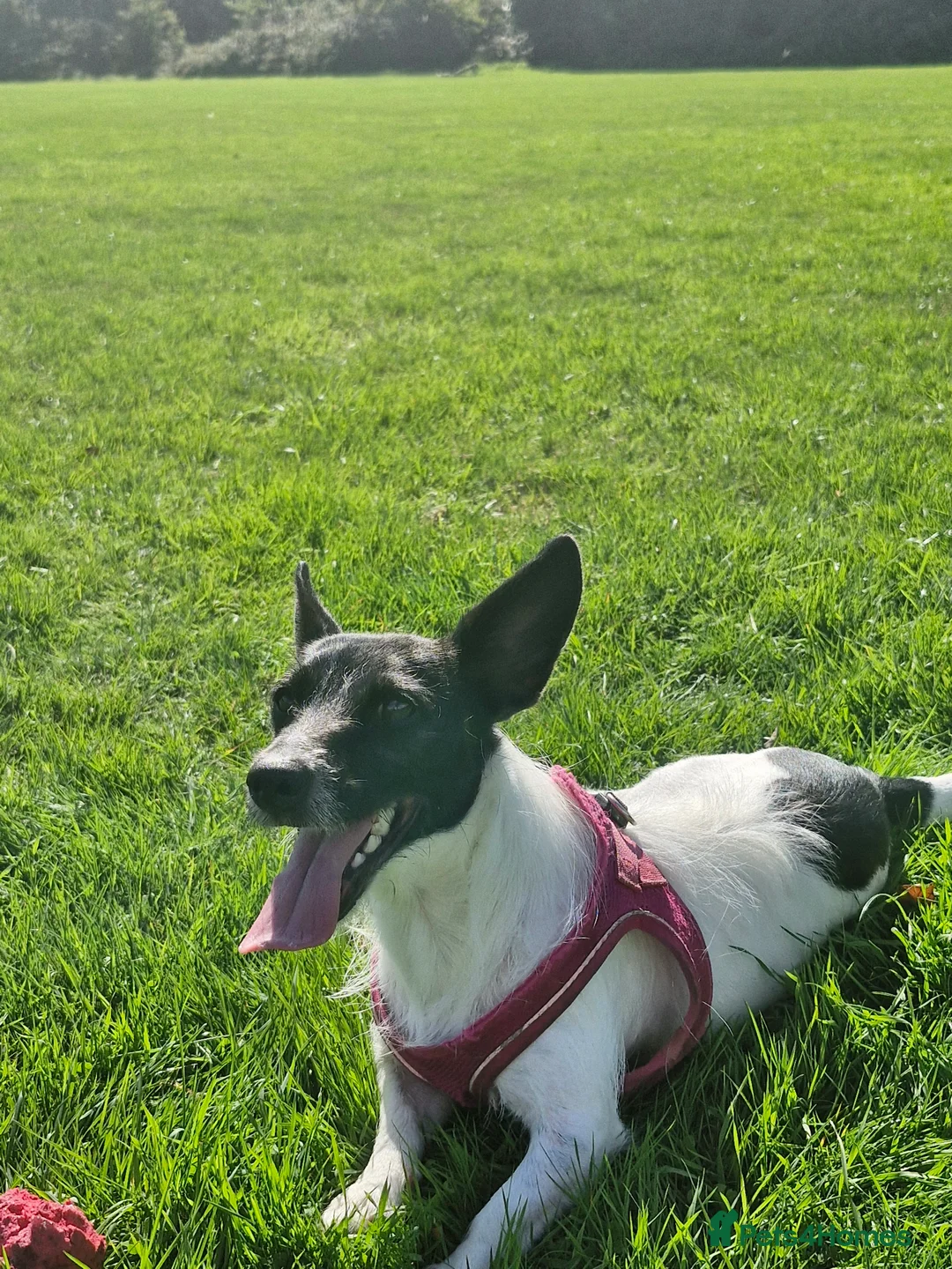 Jack Russell dogs for sale: Family dog  - Advert 1