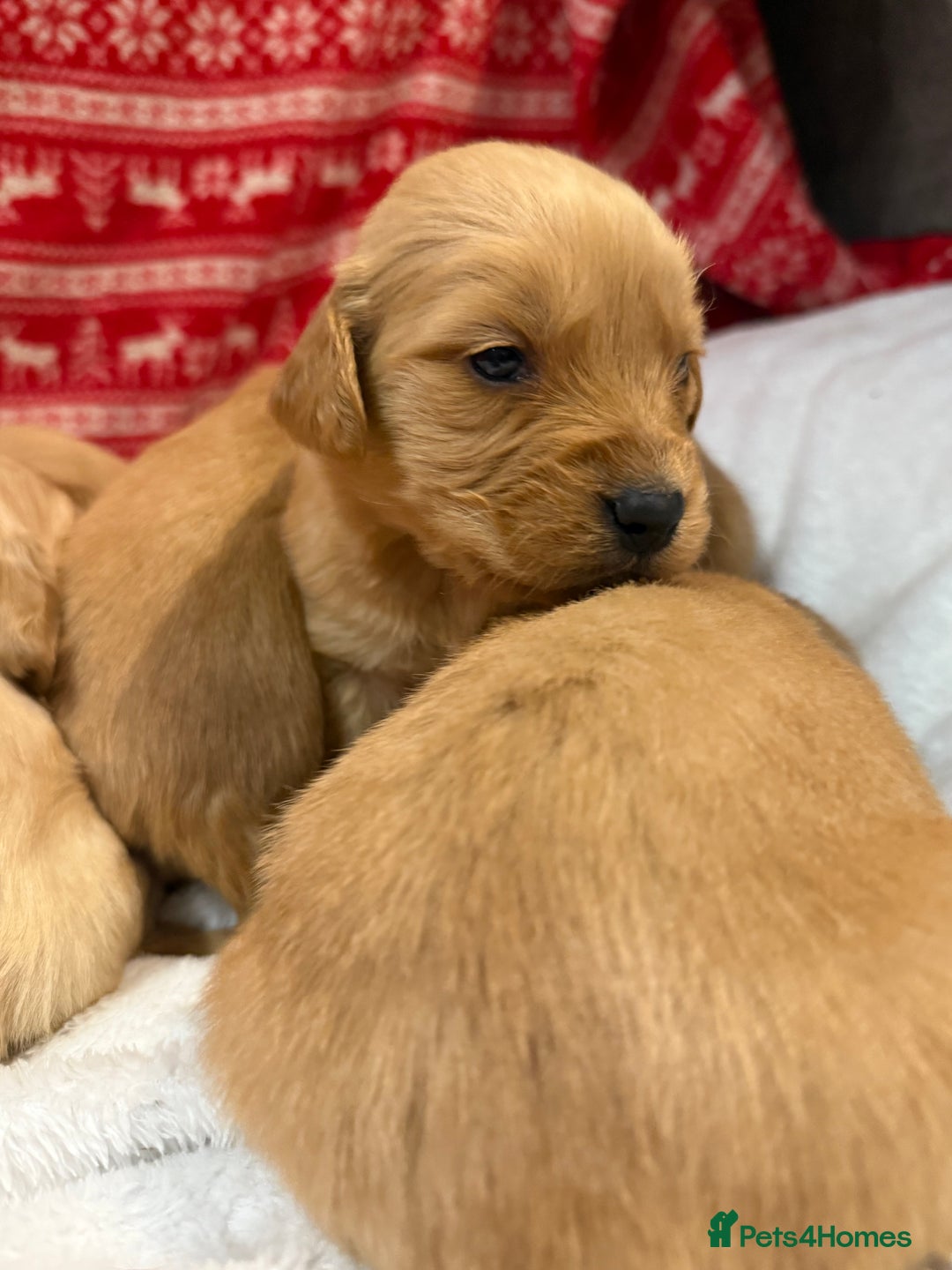 Goldador dogs for sale: Gorgeous Goldador puppies ready to go 22nd  - Advert 18