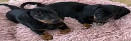 Miniature Dachshund dogs for sale: Miniature Smooth Black & Tan Dachaund puppies - Advert 3