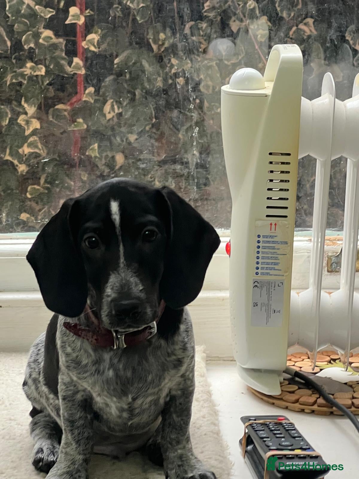 Dachshund dogs Amazing and very rear Dachshund Puppies  - Advert 3