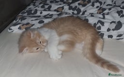 Mixed Breed cats for sale: Half norweigen forest cat 1/4 bengal 1/4 longhair - Image 16