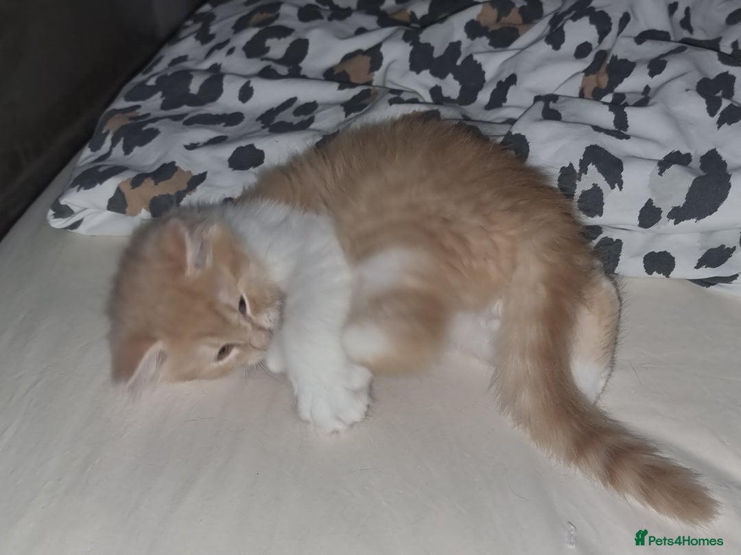 Mixed Breed cats for sale: Half norweigen forest cat 1/4 bengal 1/4 longhair - Image 16
