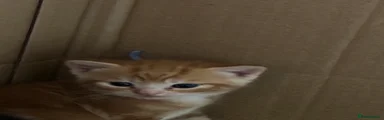 Domestic Shorthair 2