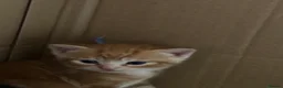 Domestic Shorthair cats for sale: Kittens for sale  - Advert 2