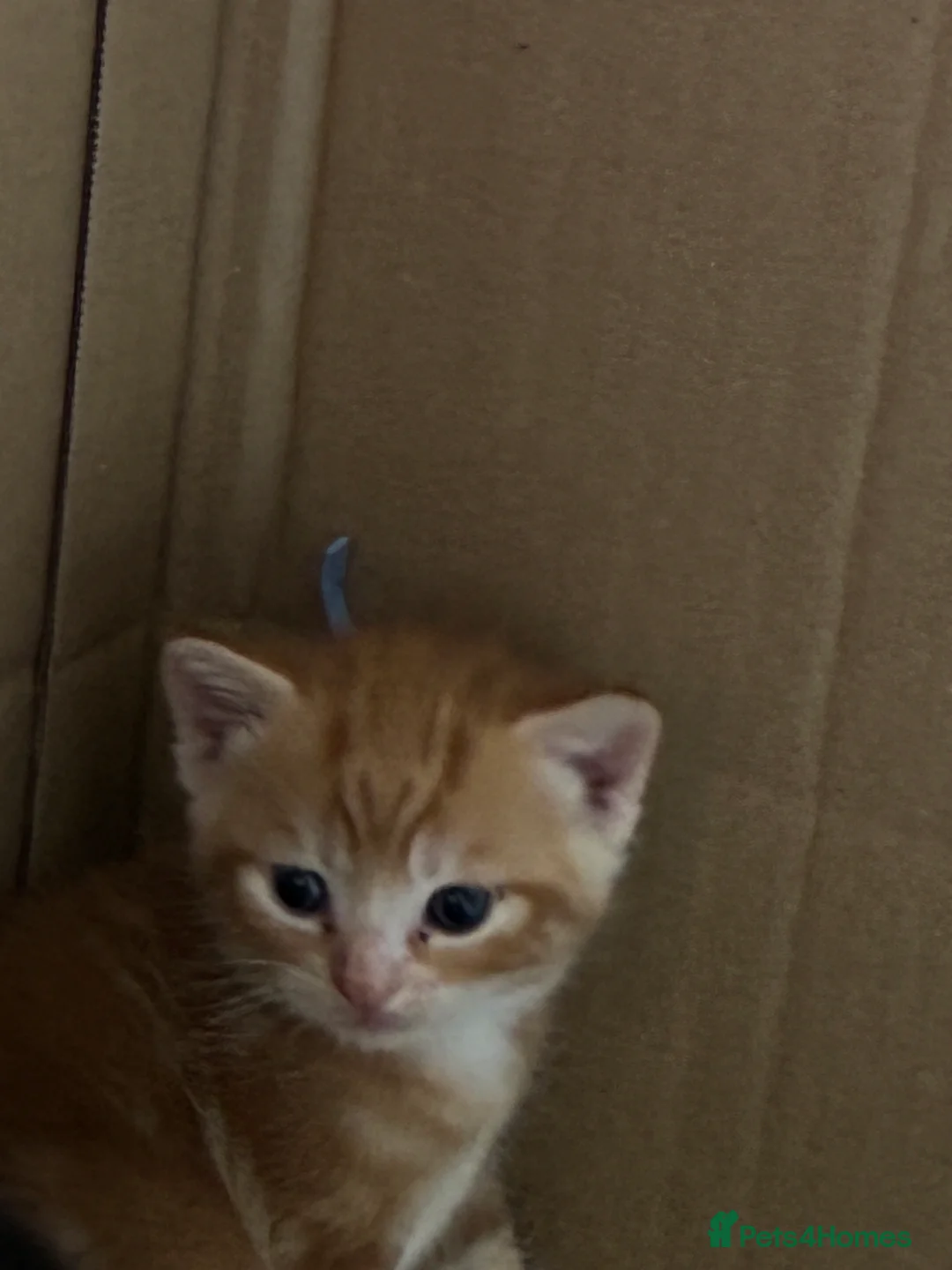 Domestic Shorthair cats for sale: Kittens for sale  - Advert 2