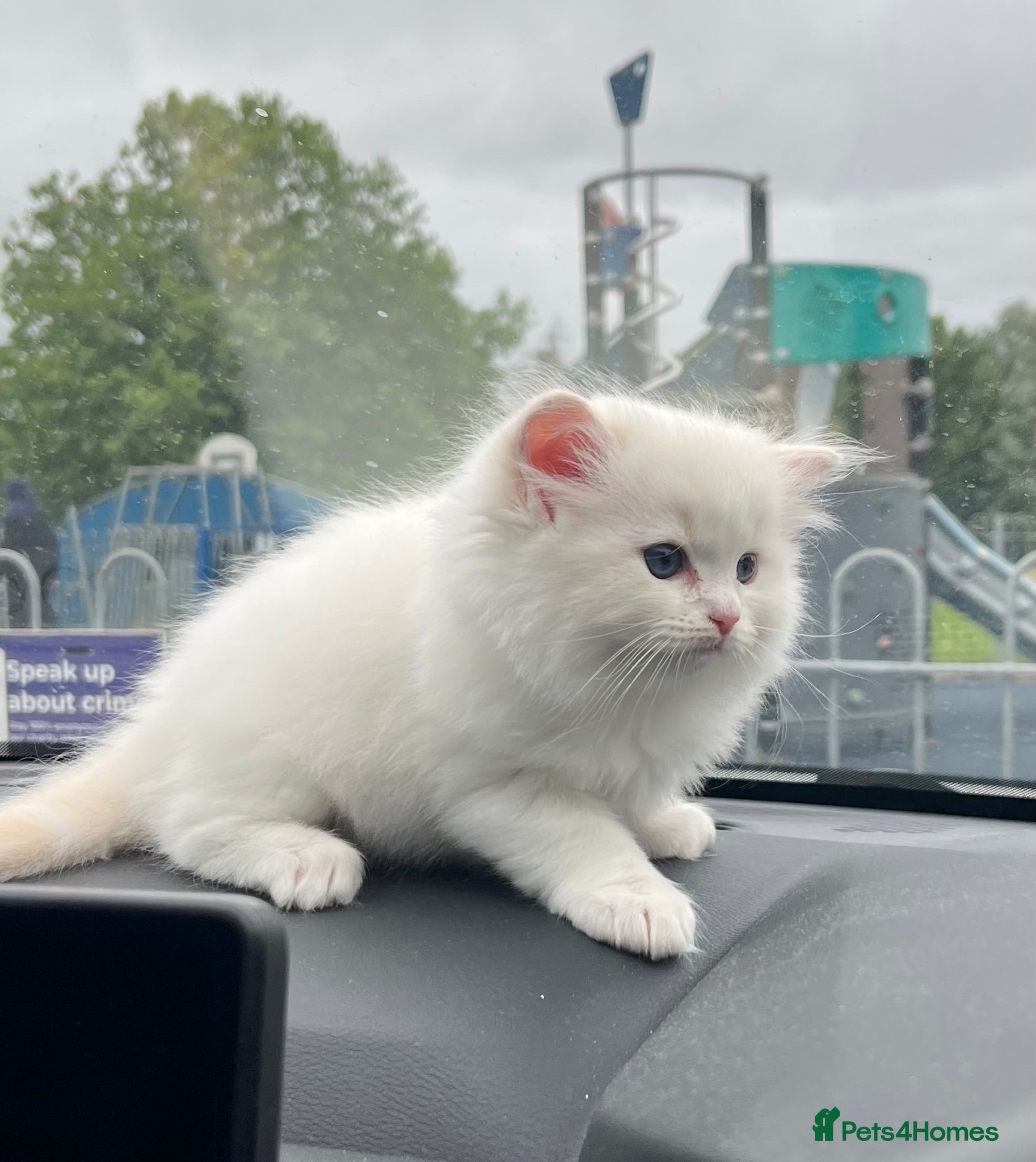 Ragdoll cats for sale: GCCF registered cream/red bi-color ragdoll kitten  - Advert 3