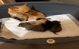 Chihuahua dogs for sale: Mini Čivava - Image 4